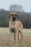 DOGUE ALLEMAND 755